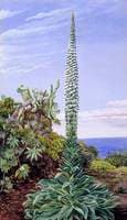 A Species of Bugloss, Teneriffe