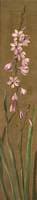 A Species of Watsonia