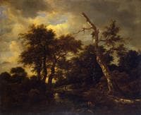 Rivulet in a Forest