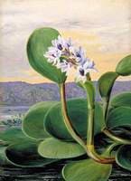A Tropical American Water Plant
