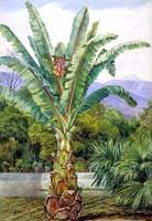 Abyssinian Ensete in a Garden in Teneriffe