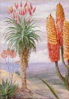 Aloes at Natal