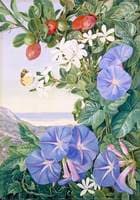 Amantungula in Flower and Fruit, and Blue Ipomoea, South Africa