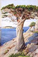 An Old Red Cedar on the Rocks near West Manchester, Massachusetts