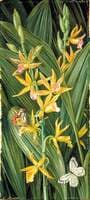 An Orchid and Butterflies