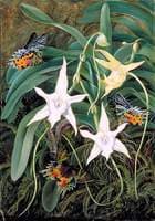 Angraecum and Urania Moth of Madagascar