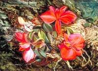 Another Brazilian Orchid