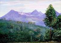 Another View of Papandayang with Jak Fruit Tree in the Foreground