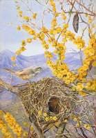 Armed Bird's Nest in Acacia Bush, Chile