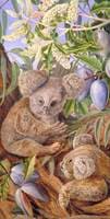 Australian Bears and Australian Pears
