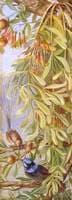 Australian Sandalwood with Mistletoe and Emu Wren, West Australia