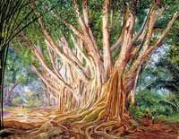 Avenue of Indian Rubber Trees at Peradeniya, Ceylon