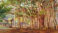 Banyan Trees at Buitenzorg, Java