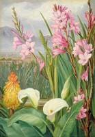 Beauties of the Swamps at Tulbagh, South Africa