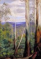 Blue Gum Trees, Silver Wattle and Sassafras on the Huon Road, Tasmania