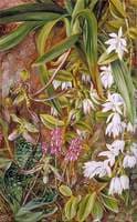 Bornean Orchids