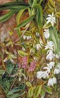 Bornean Orchids