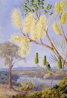 Branch of a Grevillea and a View on the Swan River, West Australia