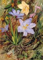 Brazilian Wild Flowers