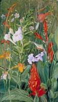 Brazilian Wild Flowers