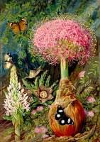 Buphane toxicara and Other Flowers of Grahamstown