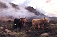 Highland Cattle