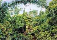 Butterflies' Road through Gongo Forest, Brazil