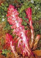 Californian Flowers