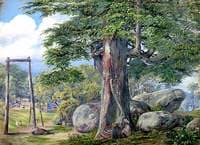 Cedrus deodara, Kumaon, Uttar Pradesh, India