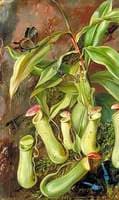 Ceylon Pitcher Plant and Butterflies