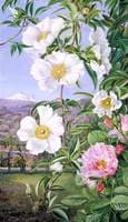 Cherokee Rose with the Peak of Teneriffe in the Distance