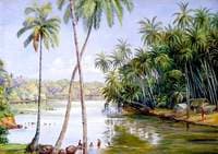 Cocoanut Palms on the River Bank near Galle, Ceylon