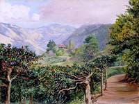 Coffee Plantation at Clifton Mount and the Blue Mountains beyond Jamaica