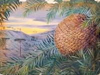 Cone of Araucaria brasiliana, Brazil