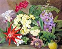 Cultivated Flowers, Painted in Jamaica