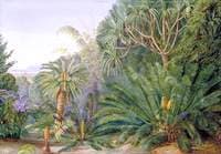 Cycads, Screw-Pines and Bamboos with Durban in the Distance