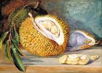 Durian Fruit from a Large Tree, Sarawak, Borneo