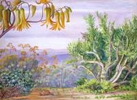 Fat Plants of the Addo Bush, South Africa