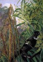 Fishbone Tree and the Parson Bird of New Zealand