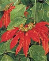 Flor de Pascua or Easter Flower, at Morro Velho, Brazil