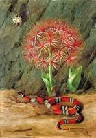 Flor Imperiale, Coral Snake and Spider, Brazil