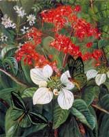 Flowers and Butterflies of Sarawak, Borneo