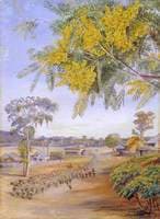 Flowers and Foliage of the Silver Wattle, Queensland