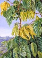 Flowers and Fruit of the Cananga, SingaporeFlowers and Fruit of the Cananga, Singapore