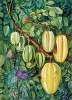 Flowers and Fruit of the Carambola and Butterflies, Singapore
