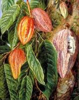 Flowers and Fruit of the Cocoa Tree, Painted at Singapore