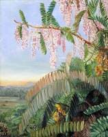 Flowers and Fruit of the Doctor's Tree, Sarawak, Borneo