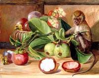 Flowers and Fruit of the Mangosteen, and a Singapore Monkey