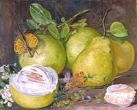 Flowers and Fruit of the Pomelo, a Branch of Hennah and Flying Lizard, Sarawak