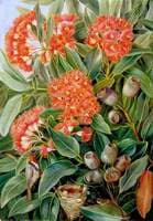 Flowers and Seed-Vessels of a West Australian Gum Tree and Honeysuckers